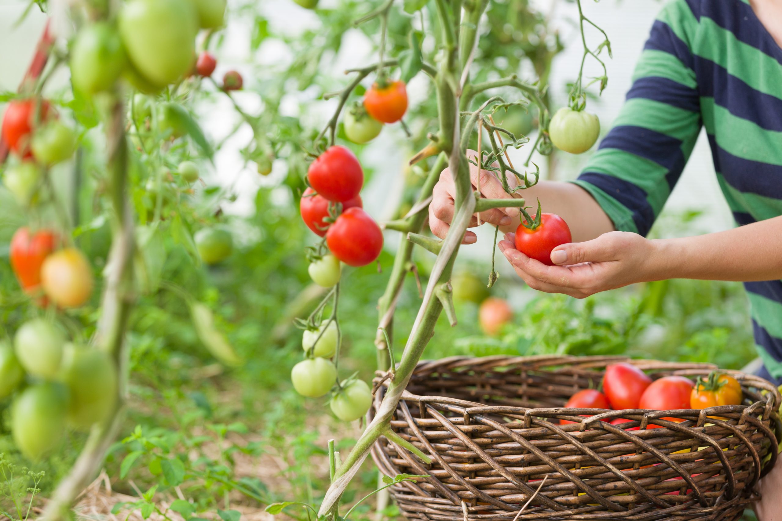 woman's hands harvesting tomatoes