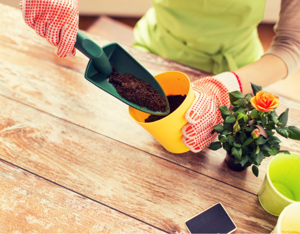 Woman at an indoor table, repotting a small rose plant with an orange flower