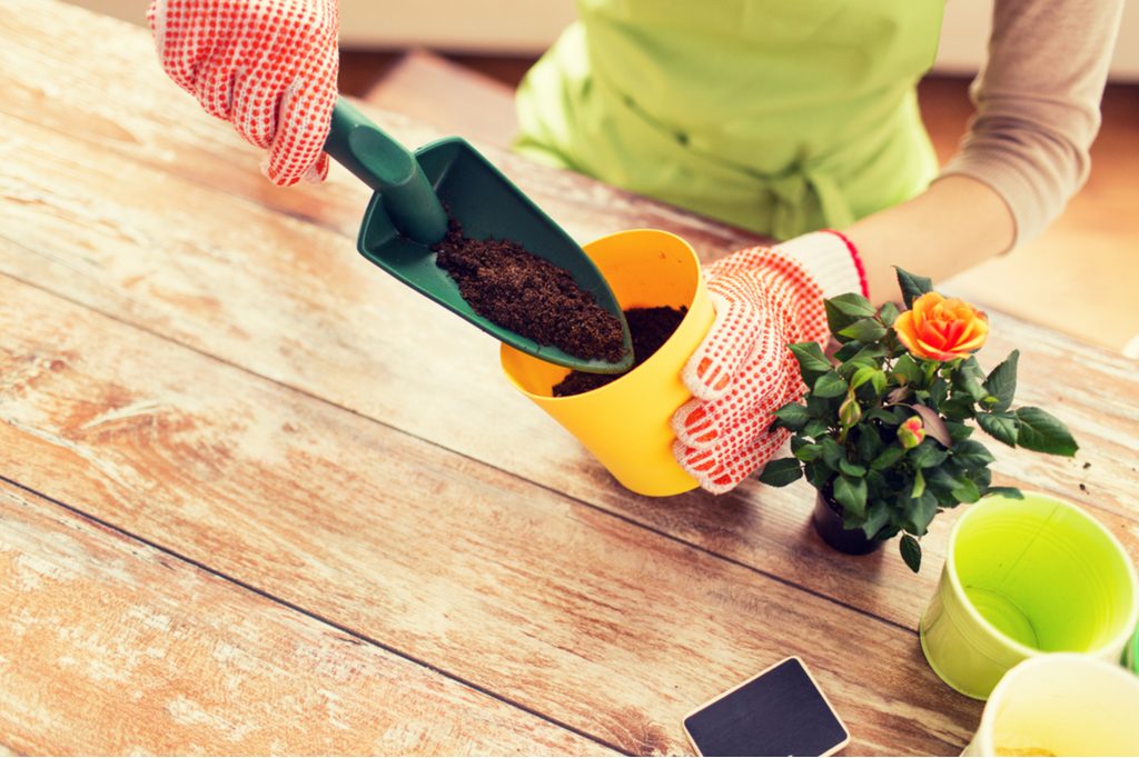 Woman at an indoor table, repotting a small rose plant with an orange flower