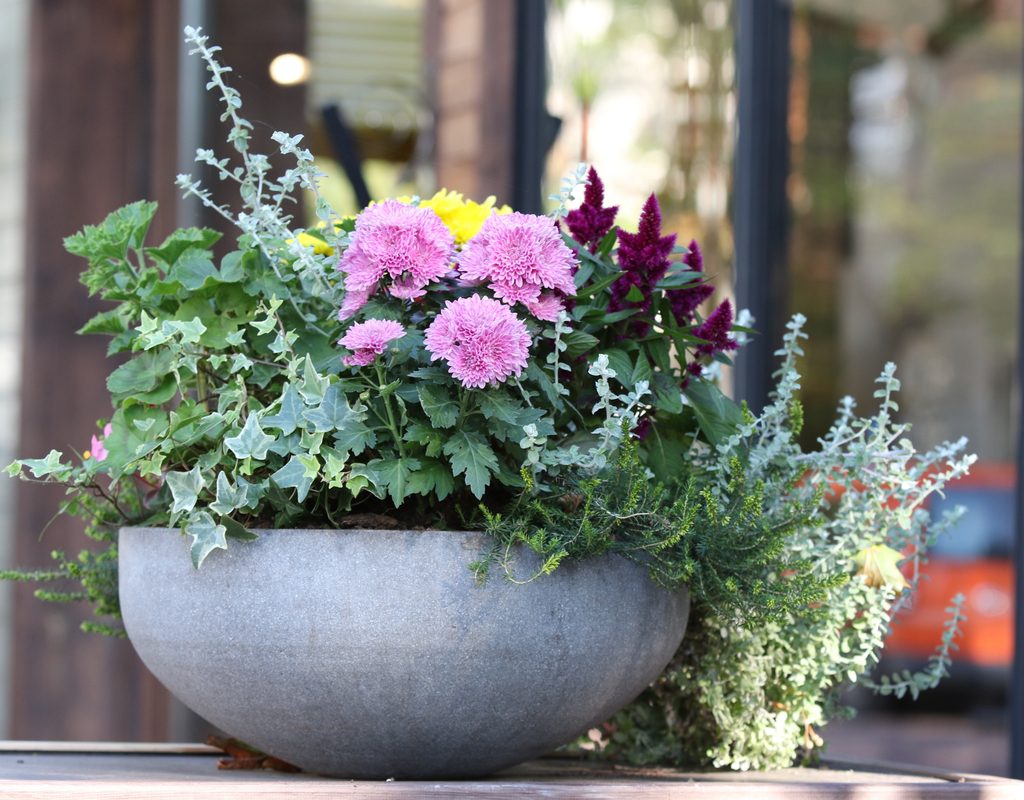 A small bowl shaped planter with autumn flowers, mainly light green, light pink, and dark pink.