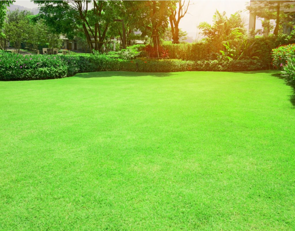 manicured lawn