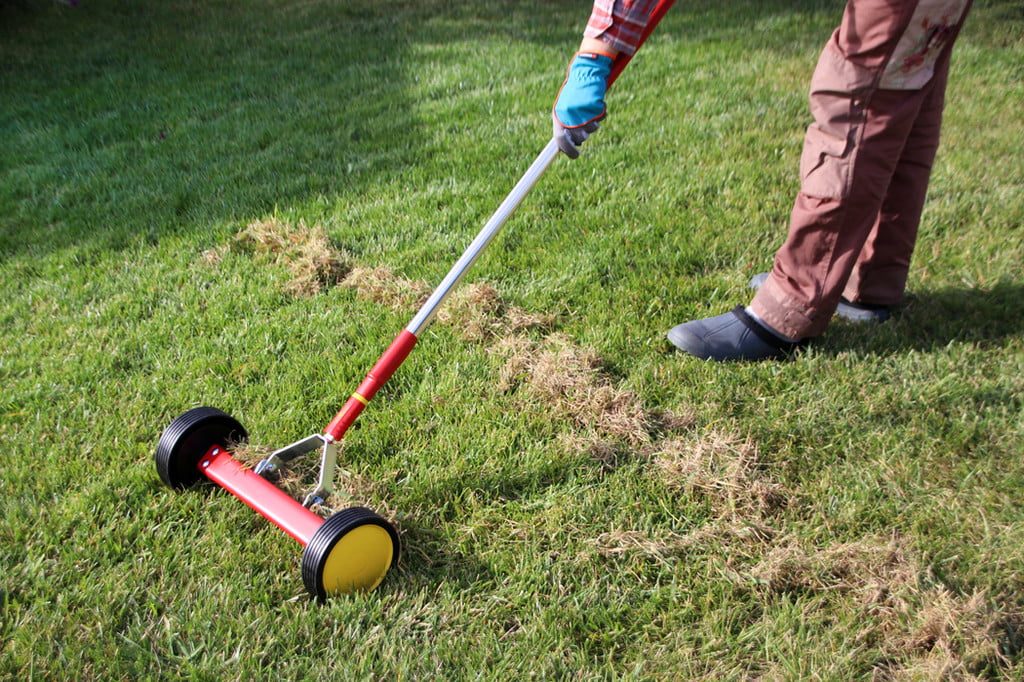 Raking lawn
