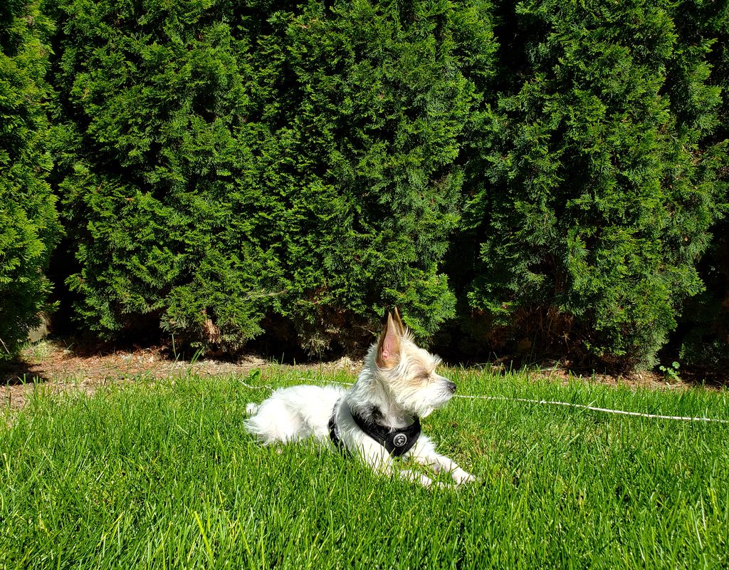 white dog lying on green lawn