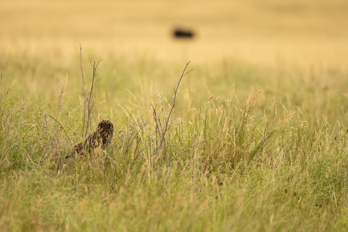 owl in short prairie grass