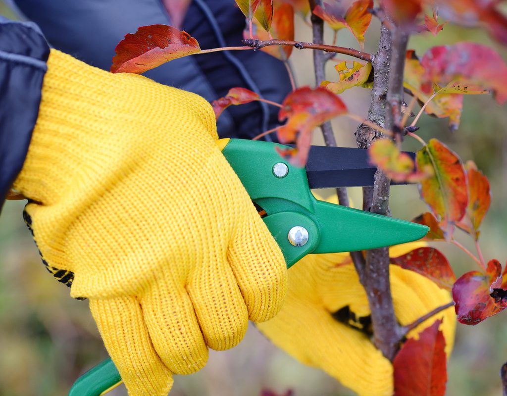 Hands in yellow garden gloves pruning a small tree