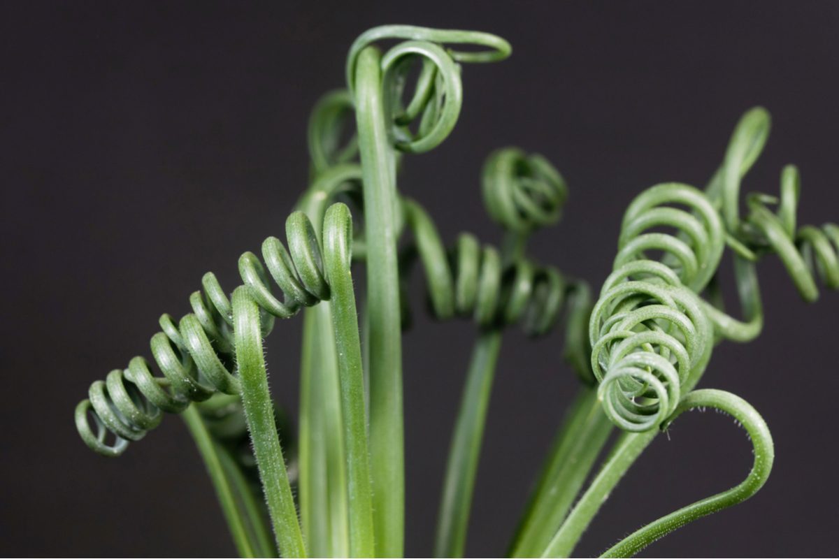 Close up of corkscrew albuca curled like a spring