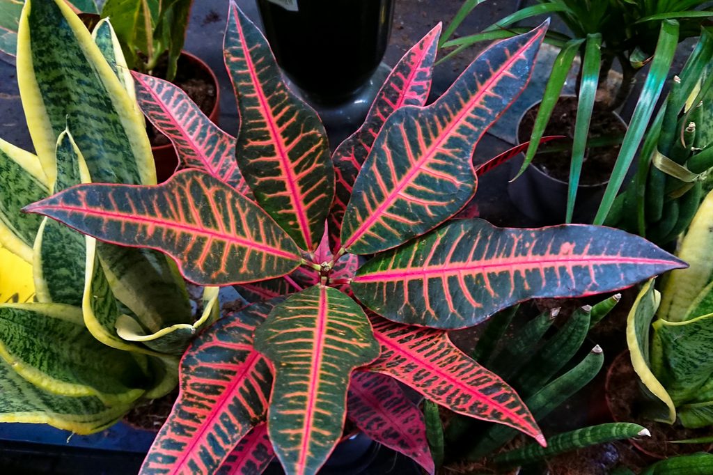 Red and green croton plant