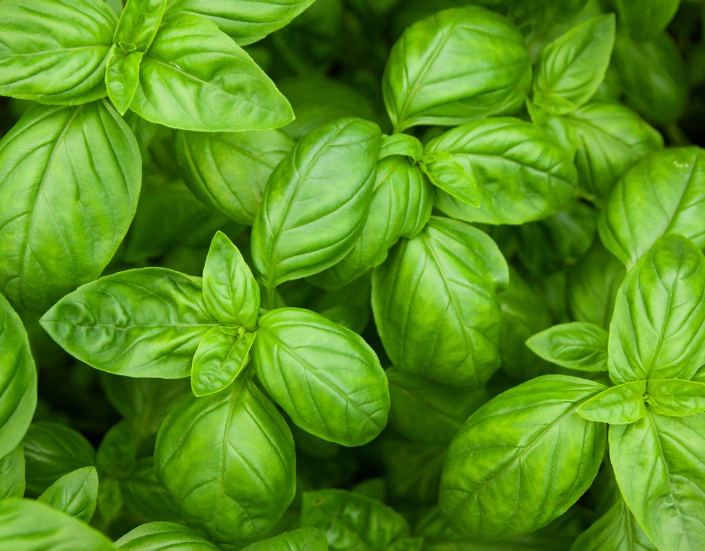 Fresh leaves of basil plants