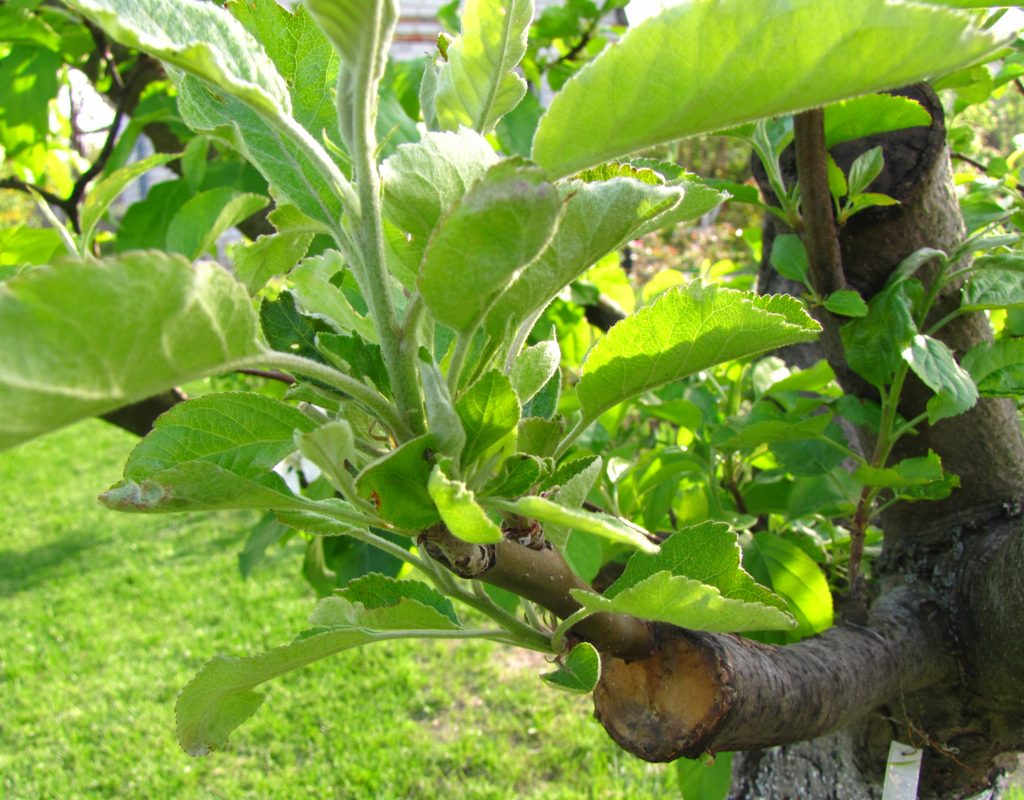 A grafted tree with a healed graft, the smaller branch is growing fully out of the older, larger branch