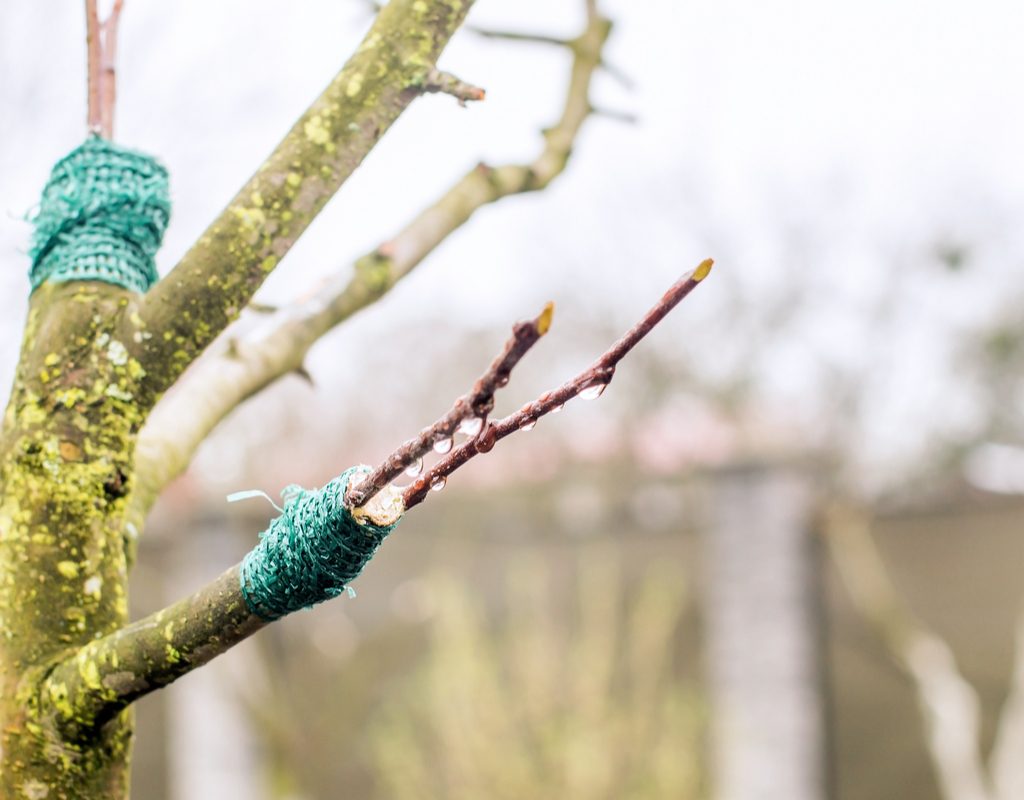 Recently grafted tree, with the new branches still secured to the tree