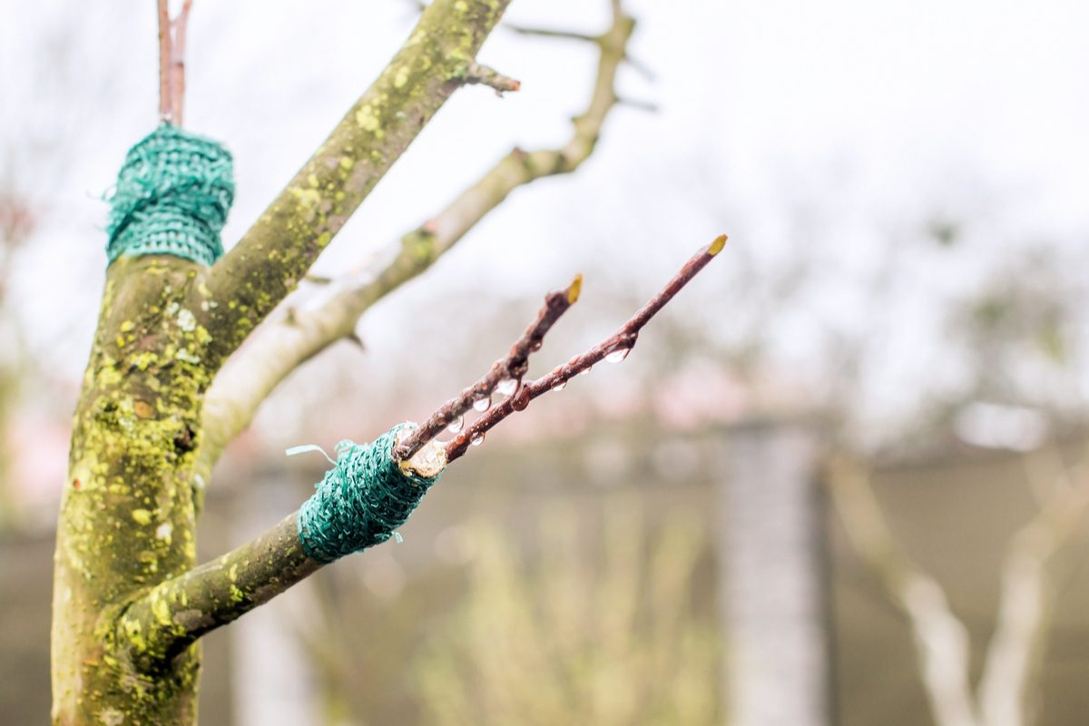Tree in winter, freshly grafted