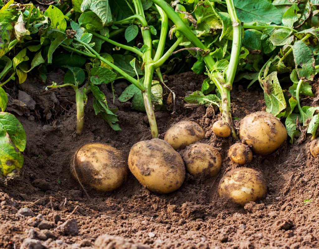 Growing potatoes in a garden