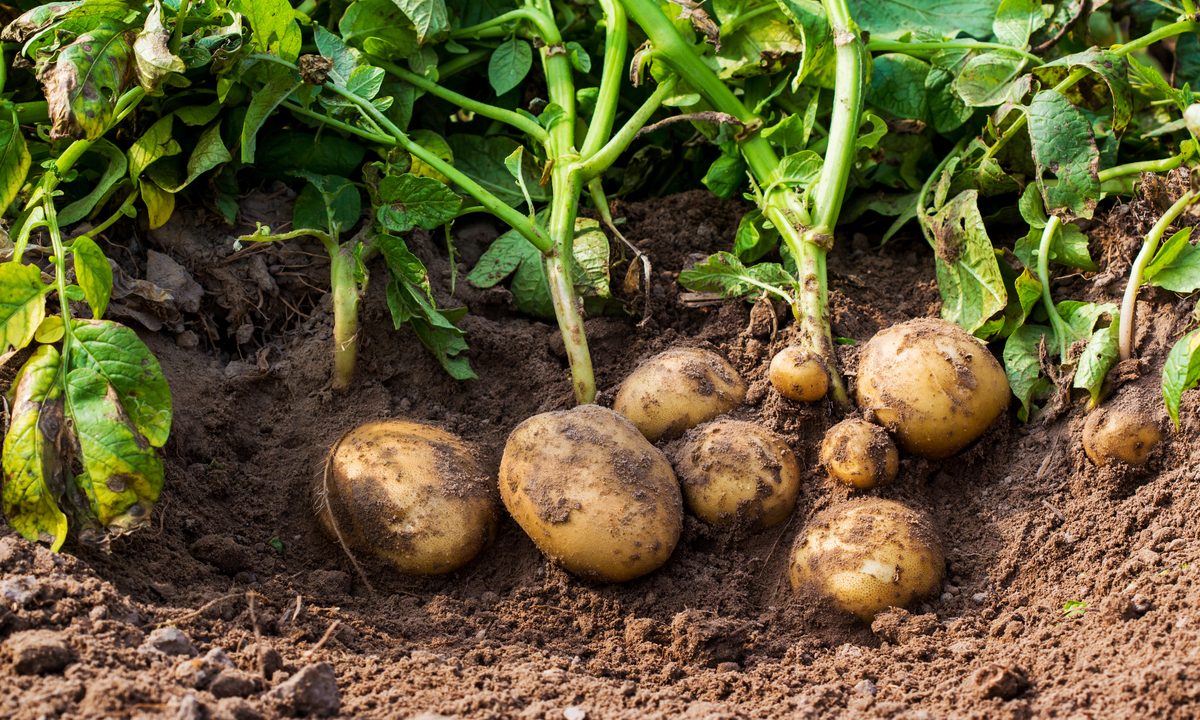 Growing potatoes in a garden