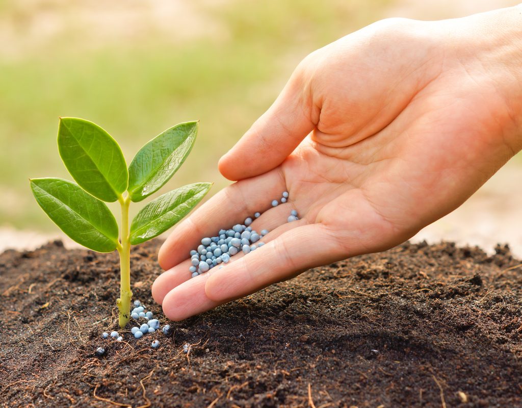 A hand gently dropping small blue fertilizer beads onto the soil around a young plants
