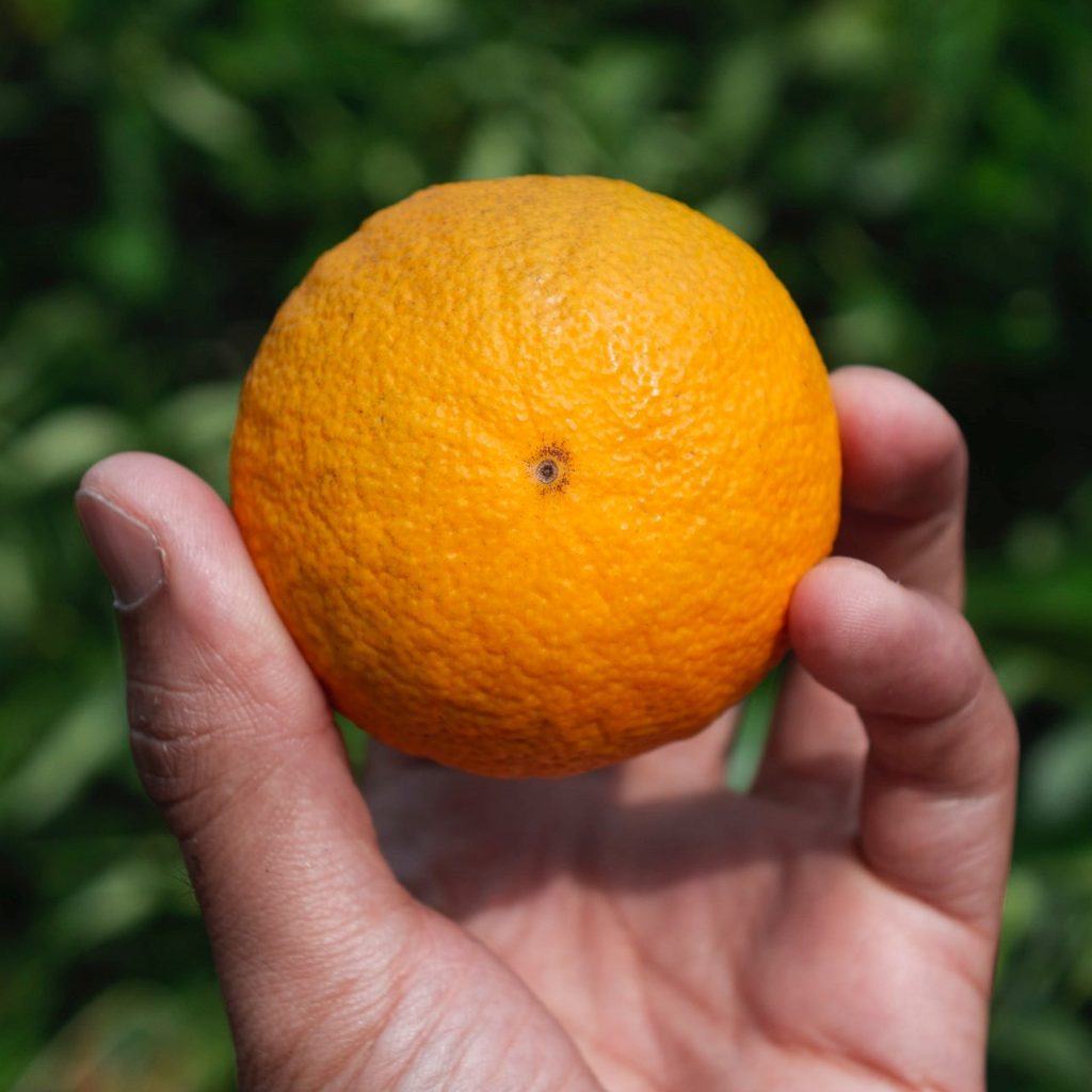 A hand holding an orange