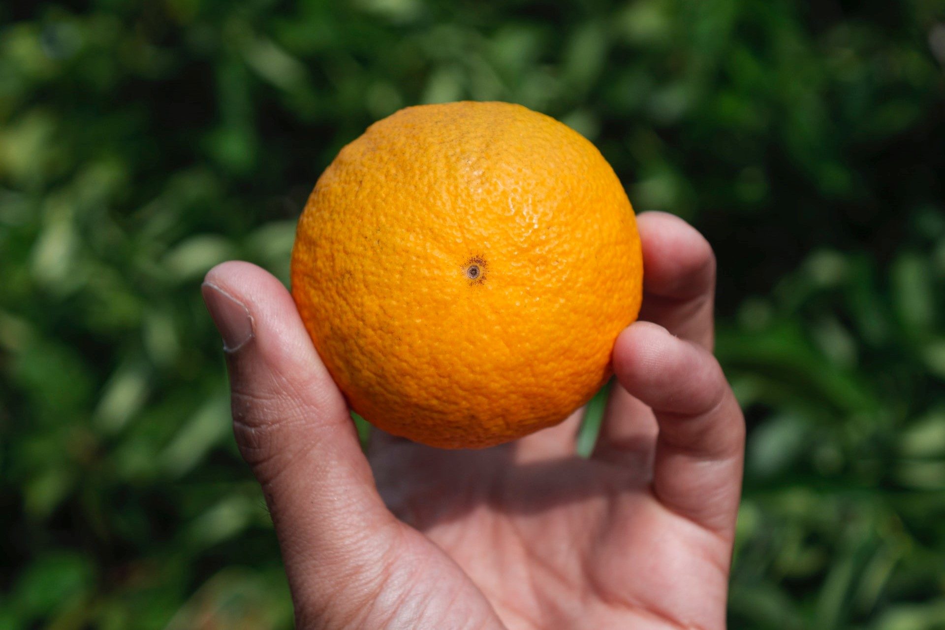 A hand holding an orange