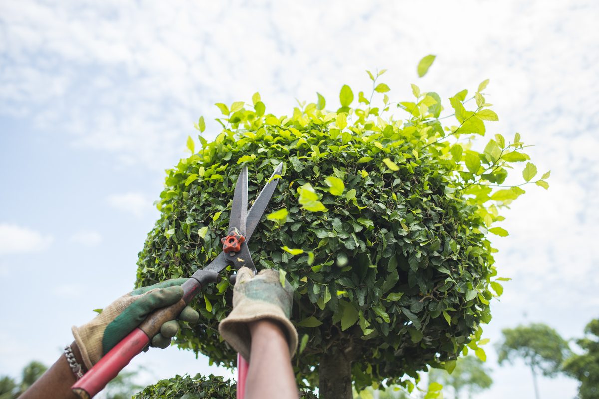 Large shears trimming a round tree top