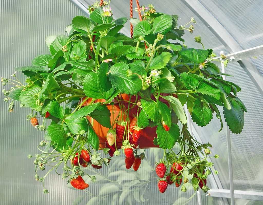 Strawberries growing in a hanging basket