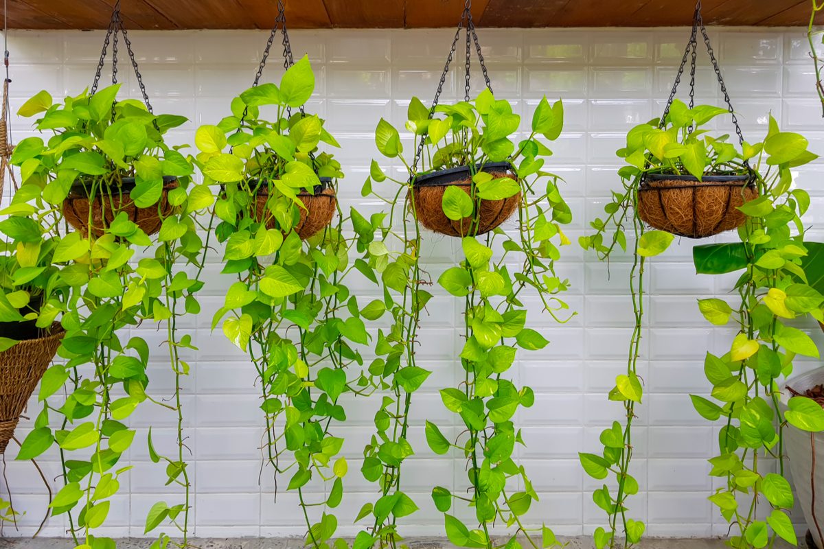 Hanging plant baskets