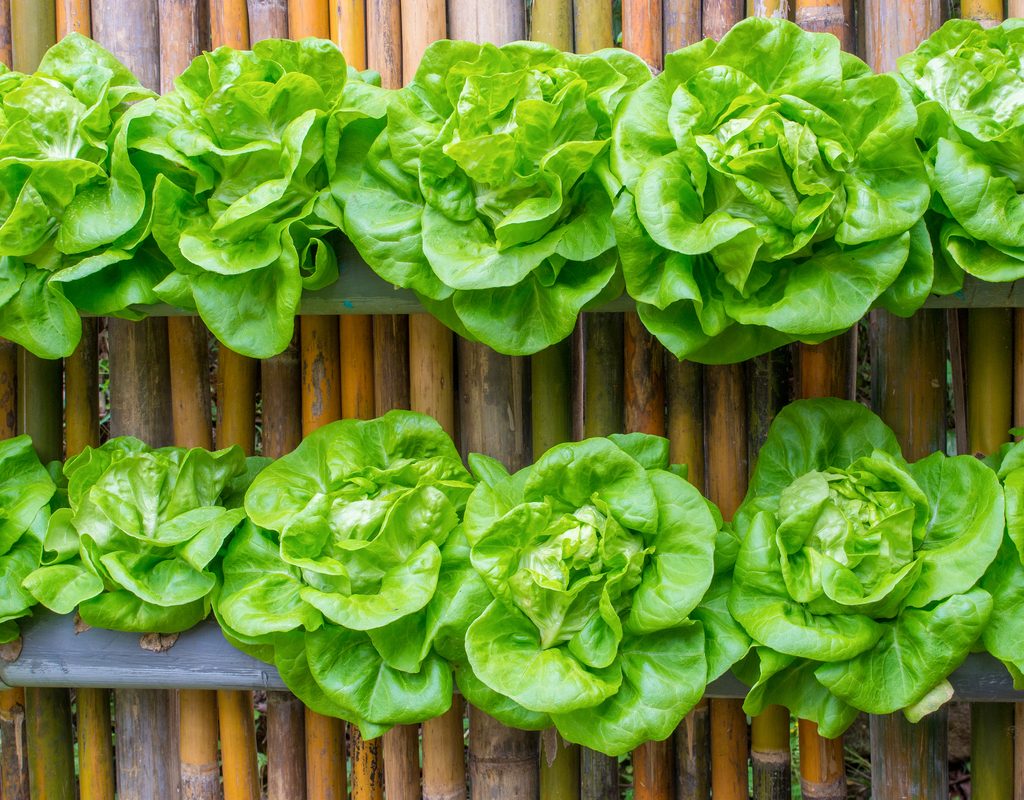 Wall planters with lettuce