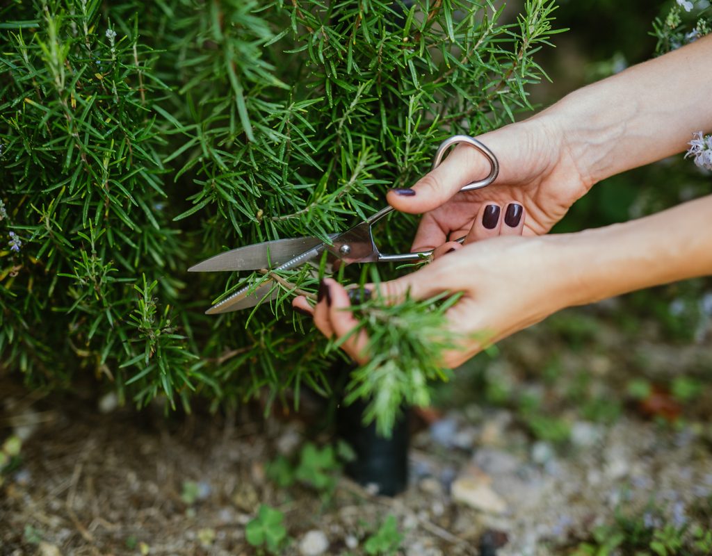 A person harvesting rosemary