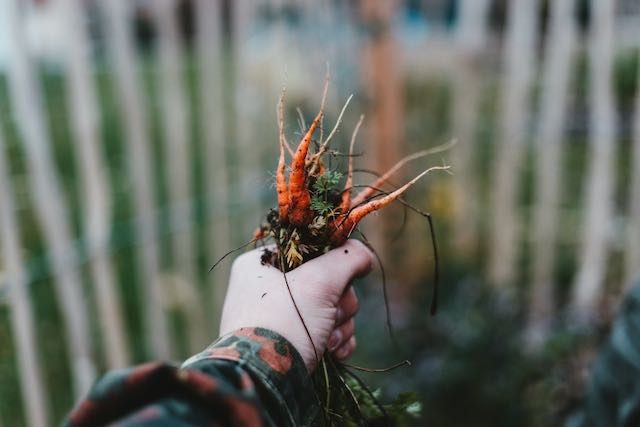 baby carrot plants