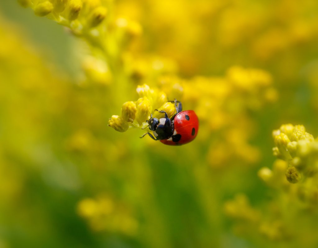 Close up of a red ladybug on a stalk of goldenrod