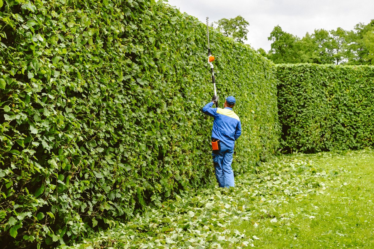 A uniformed landscaper trimming large hedgerows so they are even