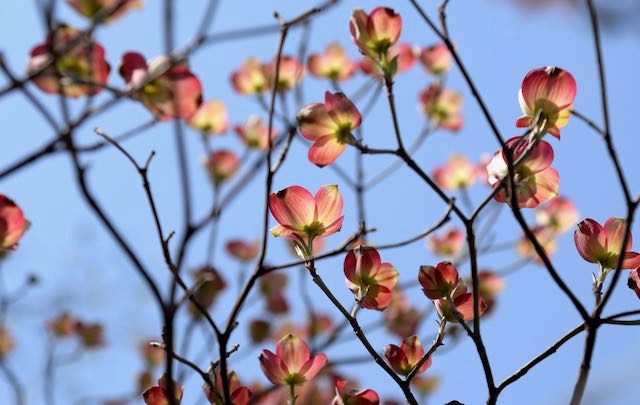 dogwood tree