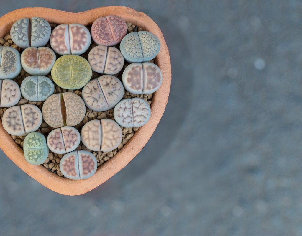Lithops growing in a heart shaped pot