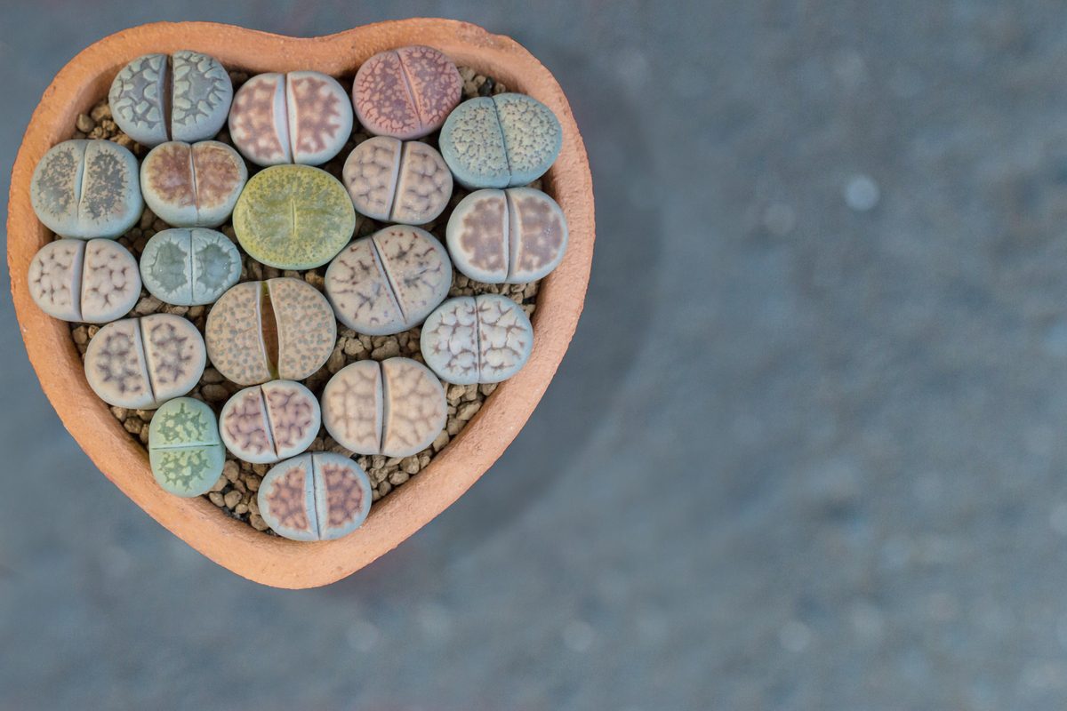 Lithops growing in a heart shaped pot