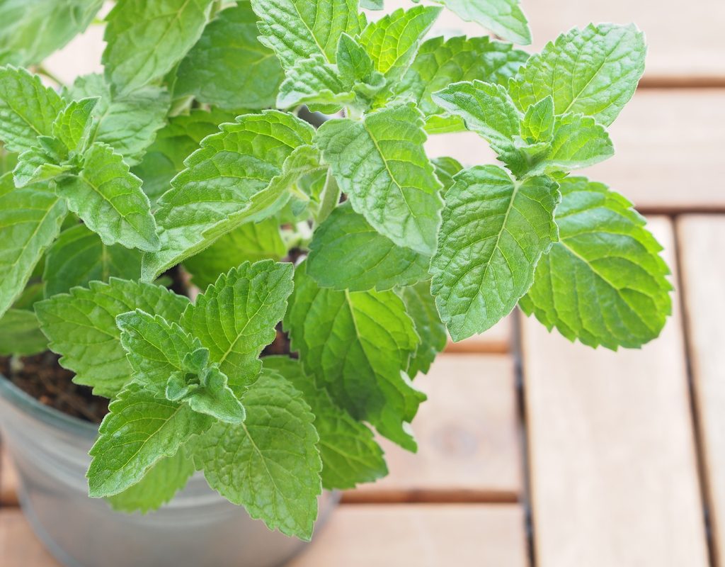 Mint growing in a white pot on a wooden table