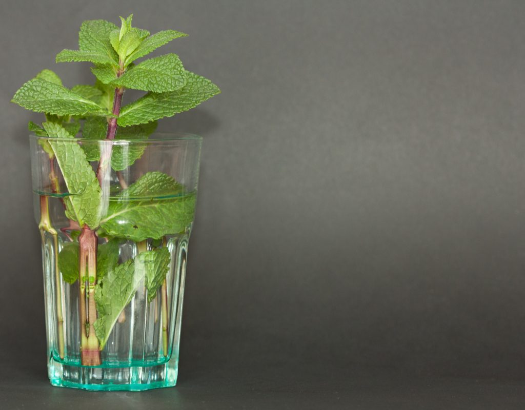 A stem of mint with leaves in a glass of water