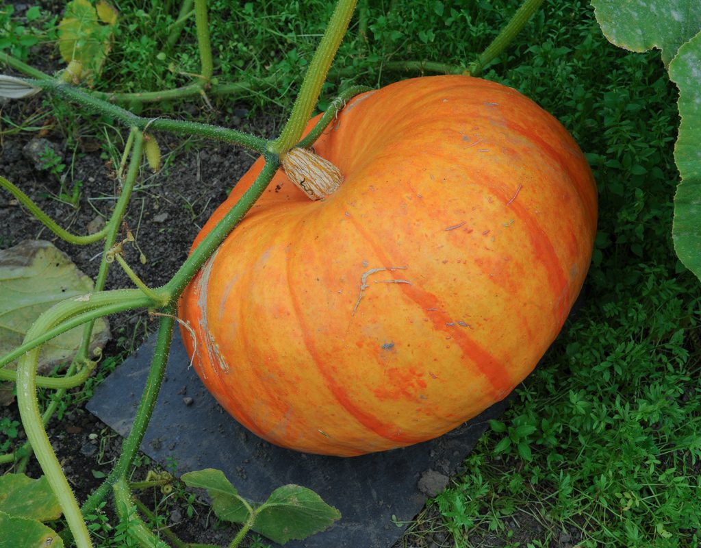 Medium-size pumpkin growing on a vine