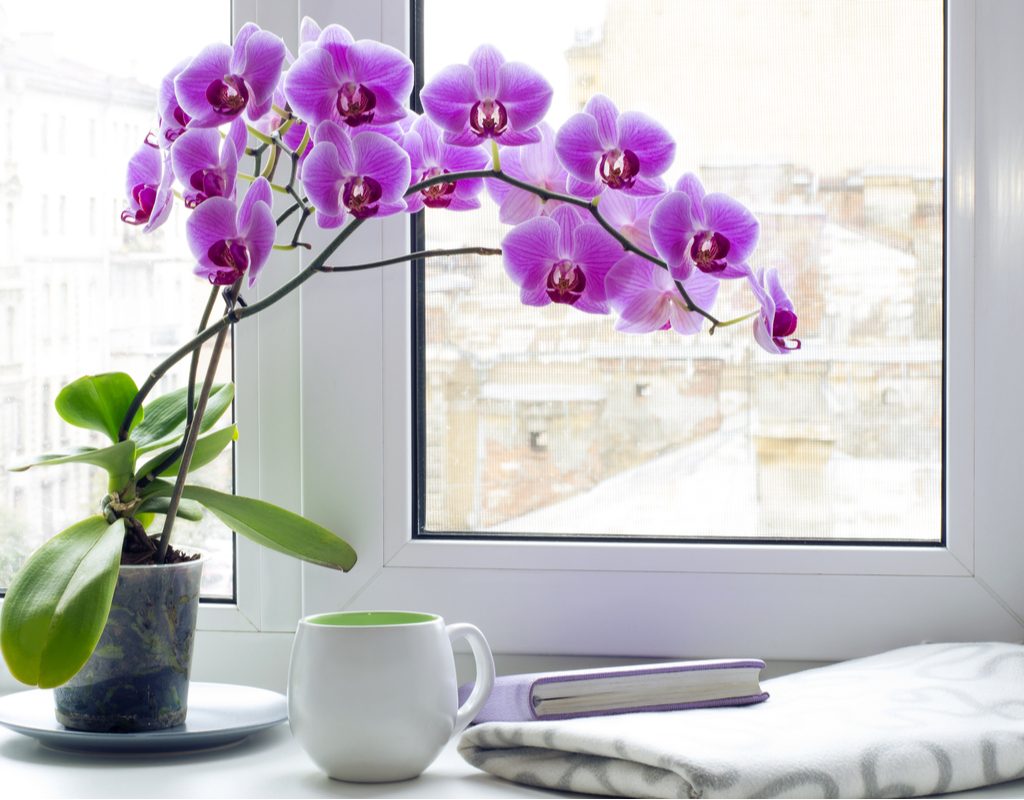 Blooming orchid beside a bright window