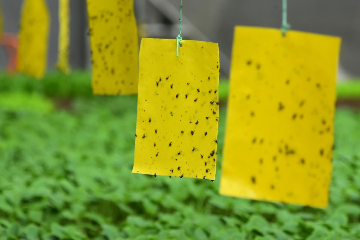 Pests stuck on glue strips