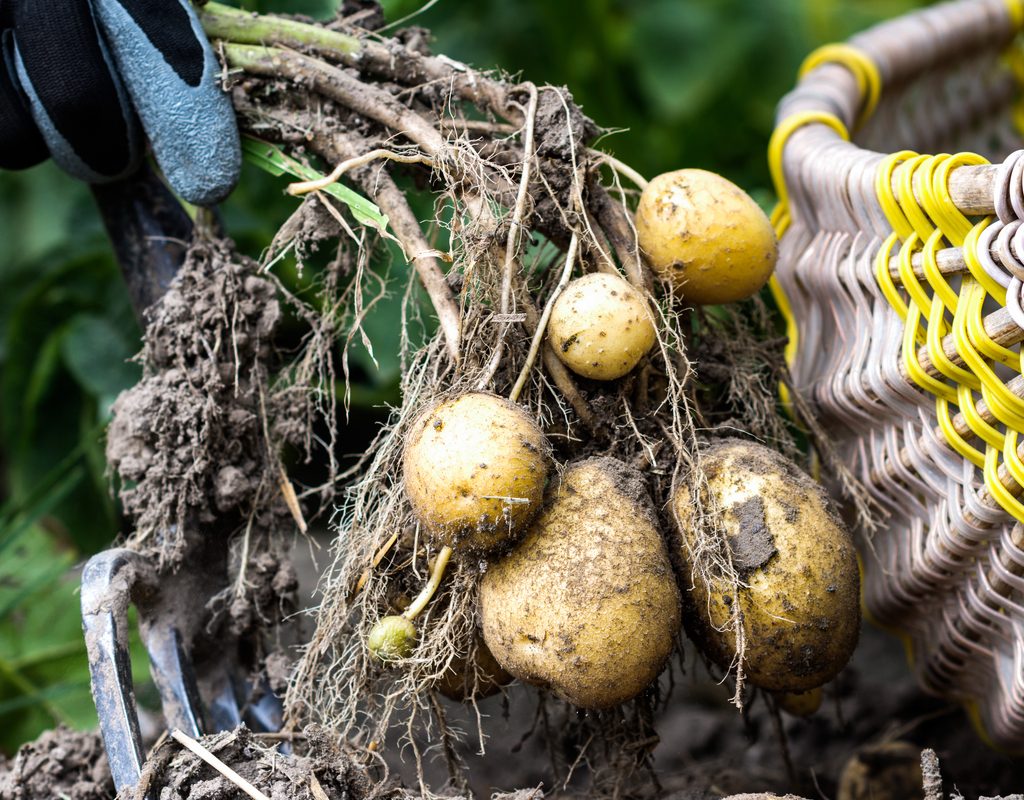 Potatoes dug out next to a basket