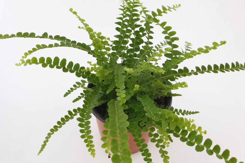 Button fern in a small brown pot on a white background