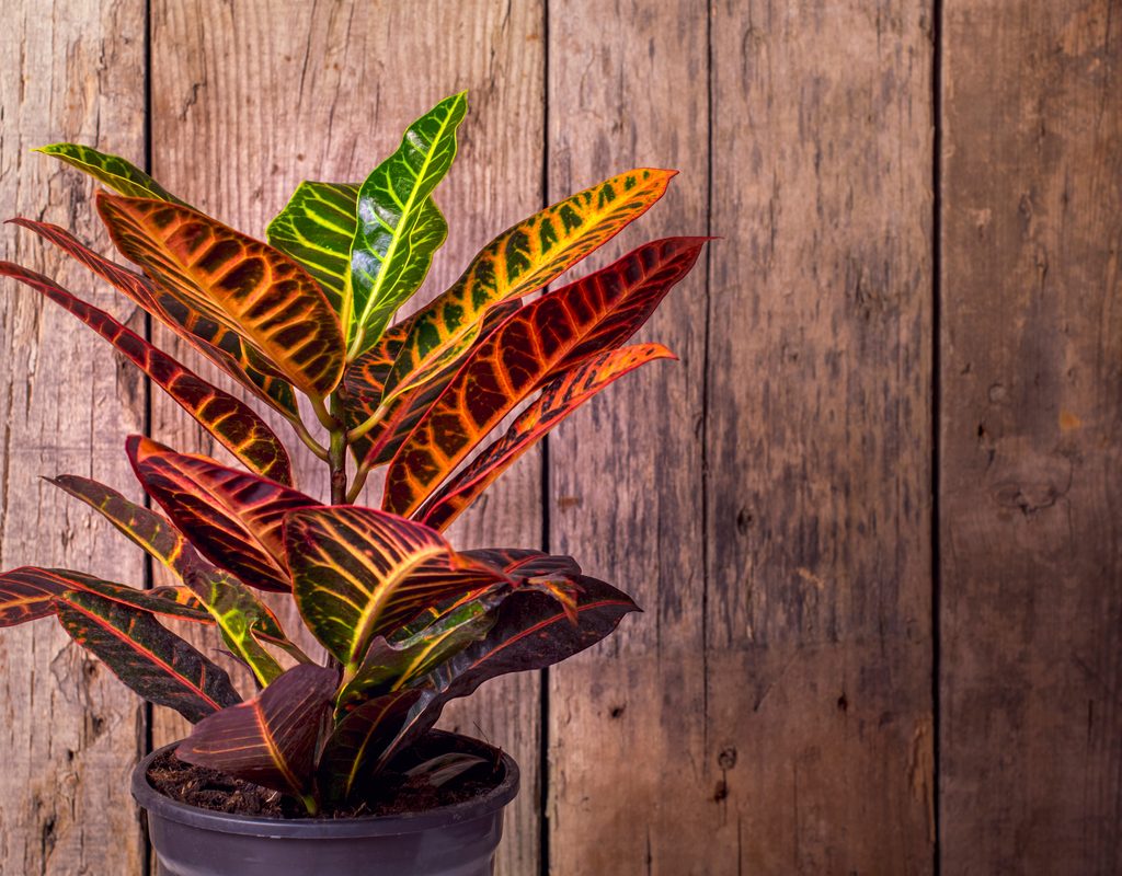A large croton plant with red, yellow, and green leaves in a black pot against a wooden wall