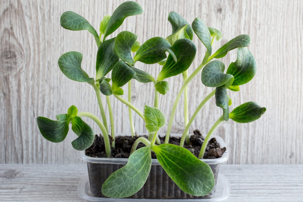 Pumpkin seedlings growing in a plastic container against a white background
