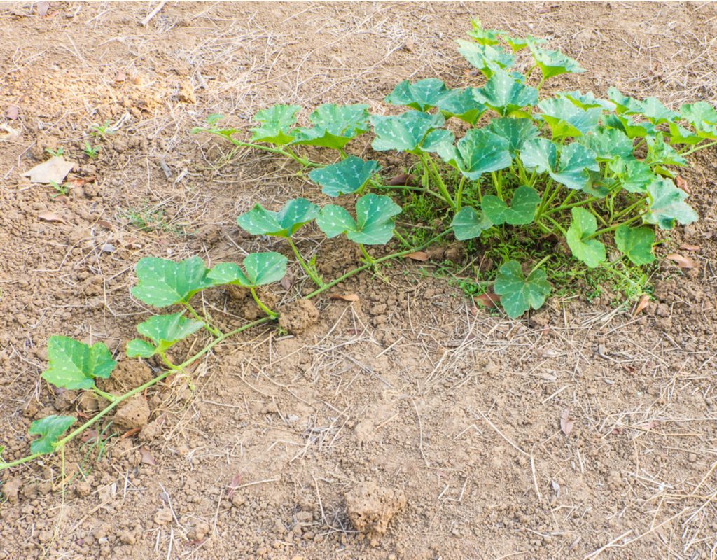 A pumpkin vine growing in plain dirt, growing in a clump and beginning to extend a vine outward