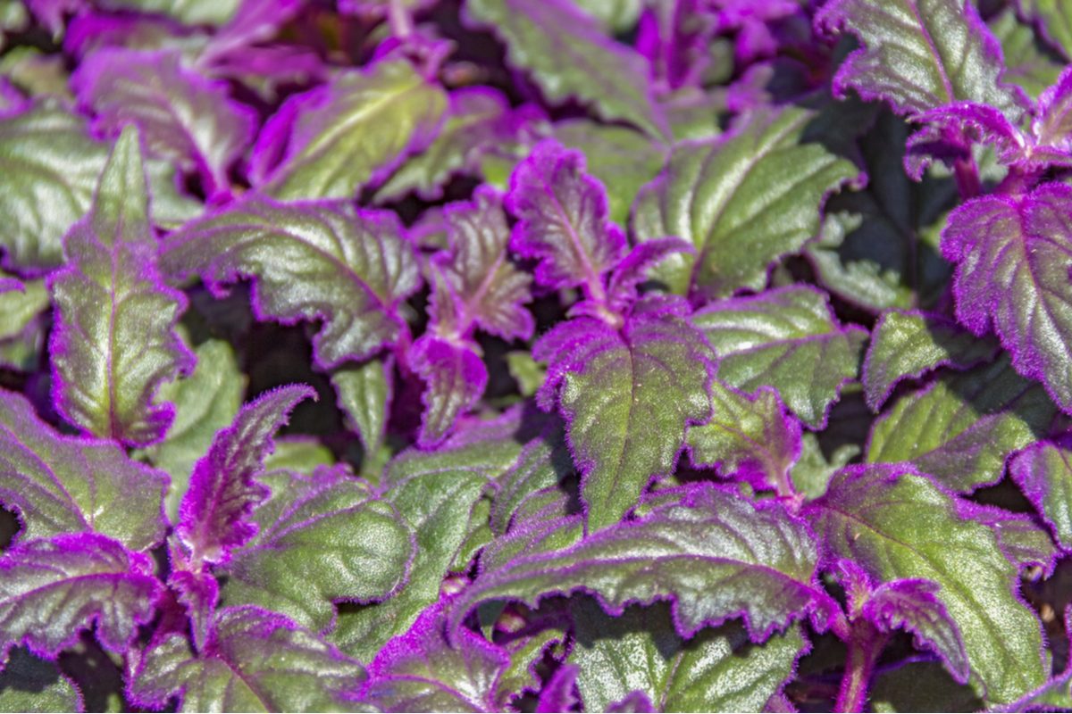 Close up of purple passion plant leaves. The inside of the leaves are dark green, while the edges are violet