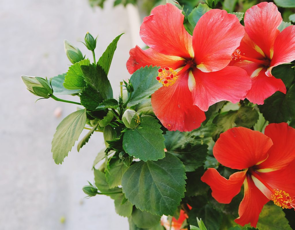 Red hibiscus flowers with subtle white stripes