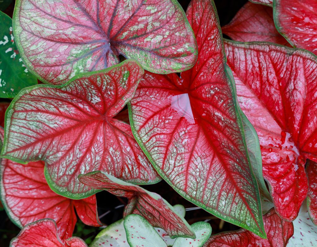 Close up of caladium leaves that are mostly red with a little bit of white and green edges