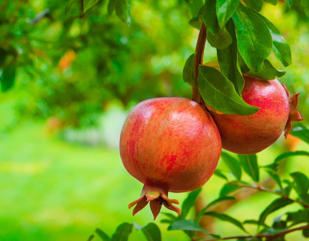 Two ripe pomegranates on a tree