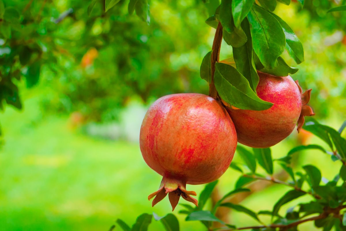 Two ripe pomegranates growing on a tree