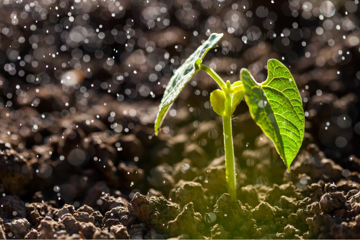 Young seedling in gentle rain