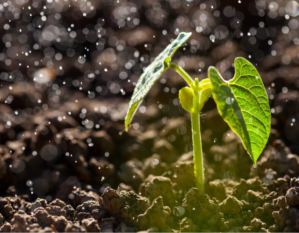 Young seedling in gentle rain