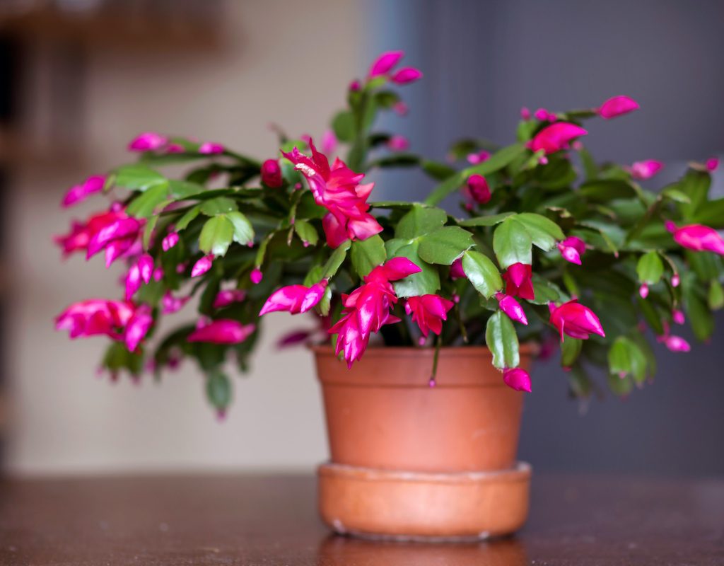 christmas cactus