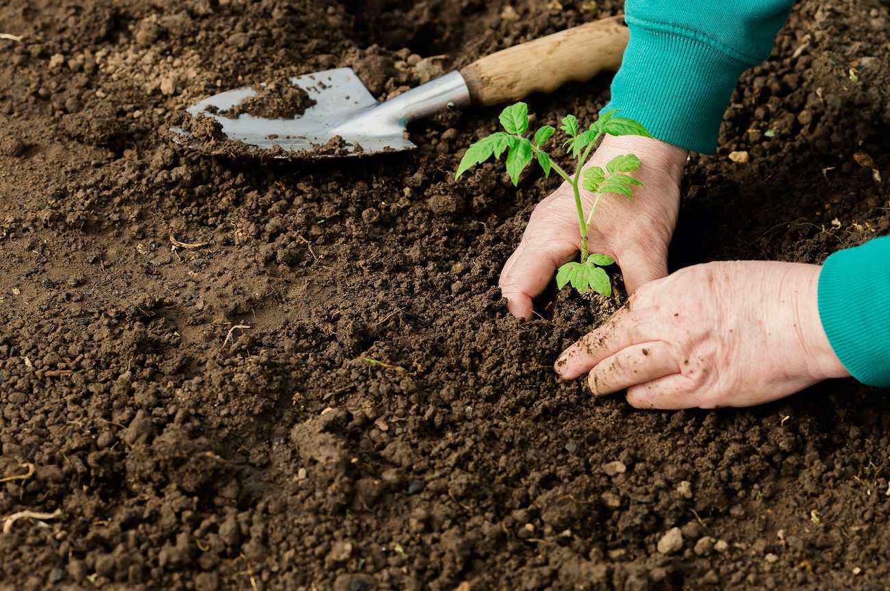 tomato seedling